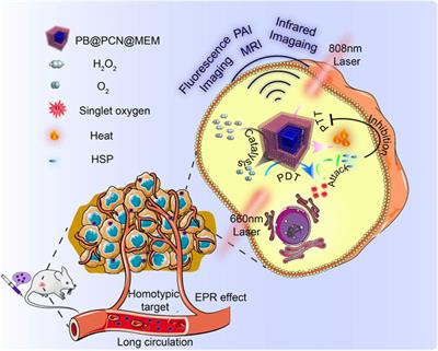 Recent advances in cell membrane-coated porphyrin-based nanoscale MOFs for enhanced photodynamic therapy